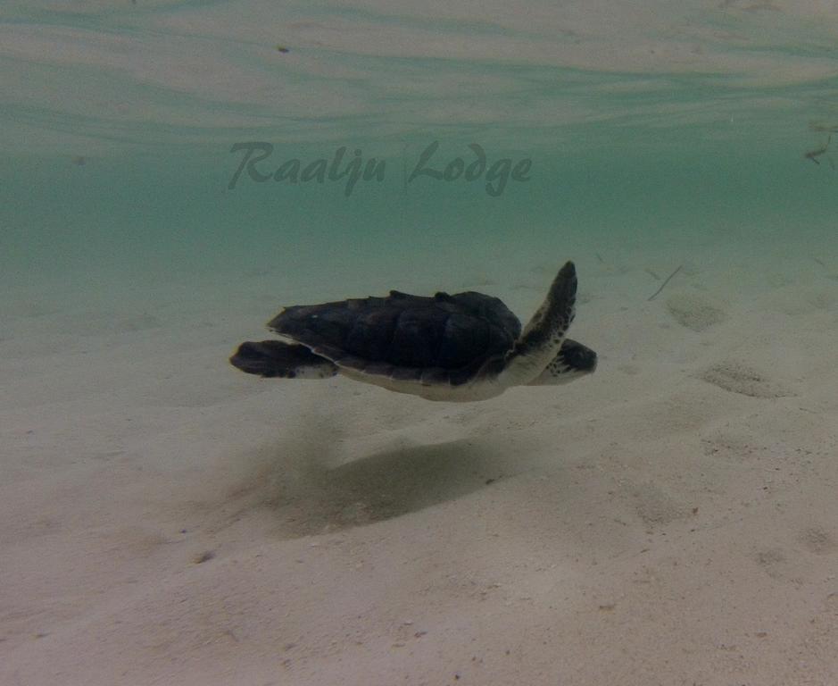Raalhu Lodge ฮิมมาฟูชิ ภายนอก รูปภาพ